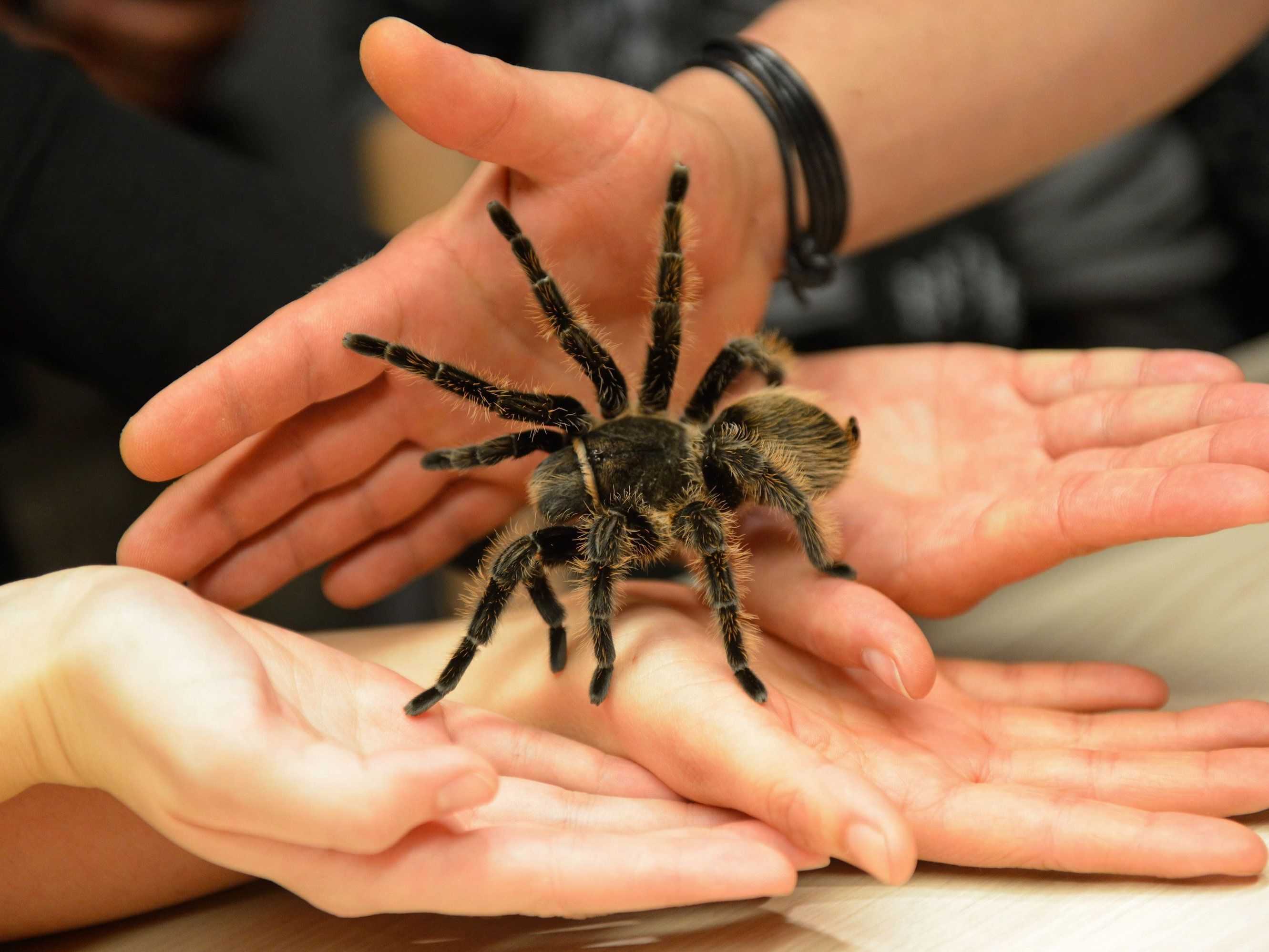 Die nach Elvis und Lou Reed benannten Röhrenspinnen sind, wie Vogelspinnen, giftig. Die nach Elvis und Lou Reed benannten Röhrenspinnen sind, wie Vogelspinnen, giftig.