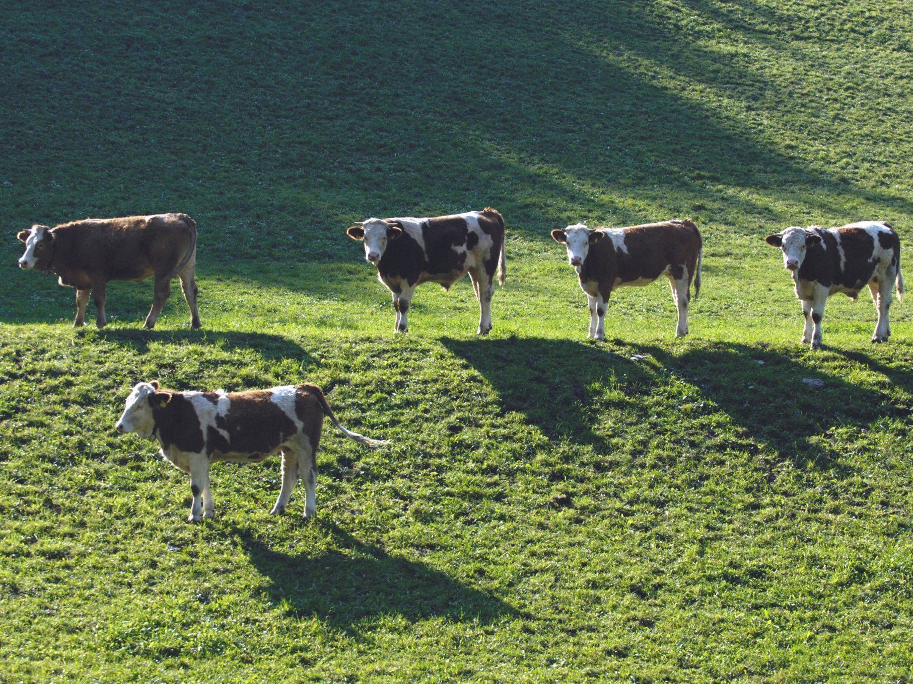 Kuh "Clara" hatte Heimweh nach der heimatlichen Bergweide. Kuh "Clara" hatte Heimweh nach der heimatlichen Bergweide.