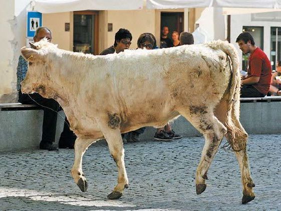 Kein alltäglicher Ausflug in Feldkirch Kein alltäglicher Ausflug in Feldkirch