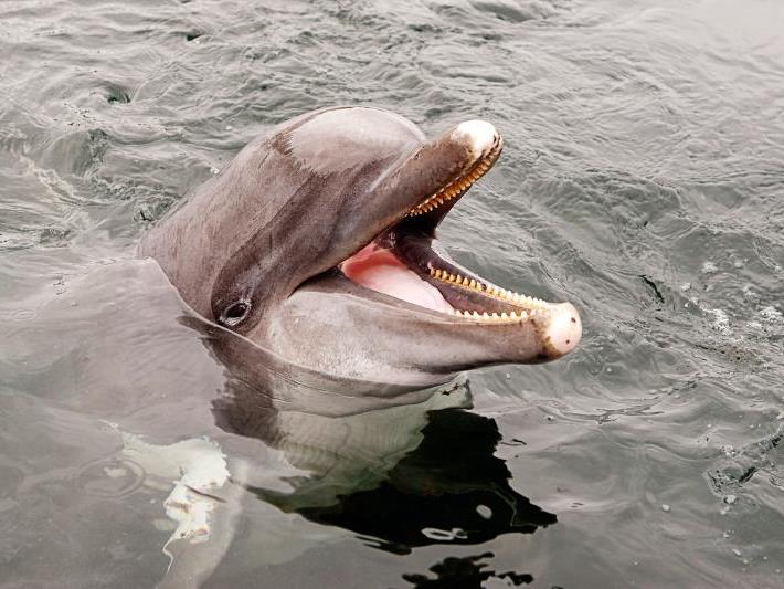 Dramatische Rettung eines Delfins mit Happy End.