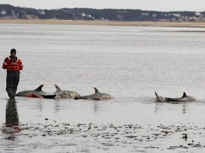 Meeresbiologen gehen von Vergiftung aus Meeresbiologen gehen von Vergiftung aus