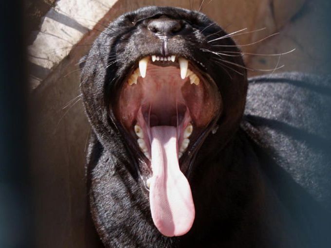 Noch ist der Panther nicht gefangen. Noch ist der Panther nicht gefangen.