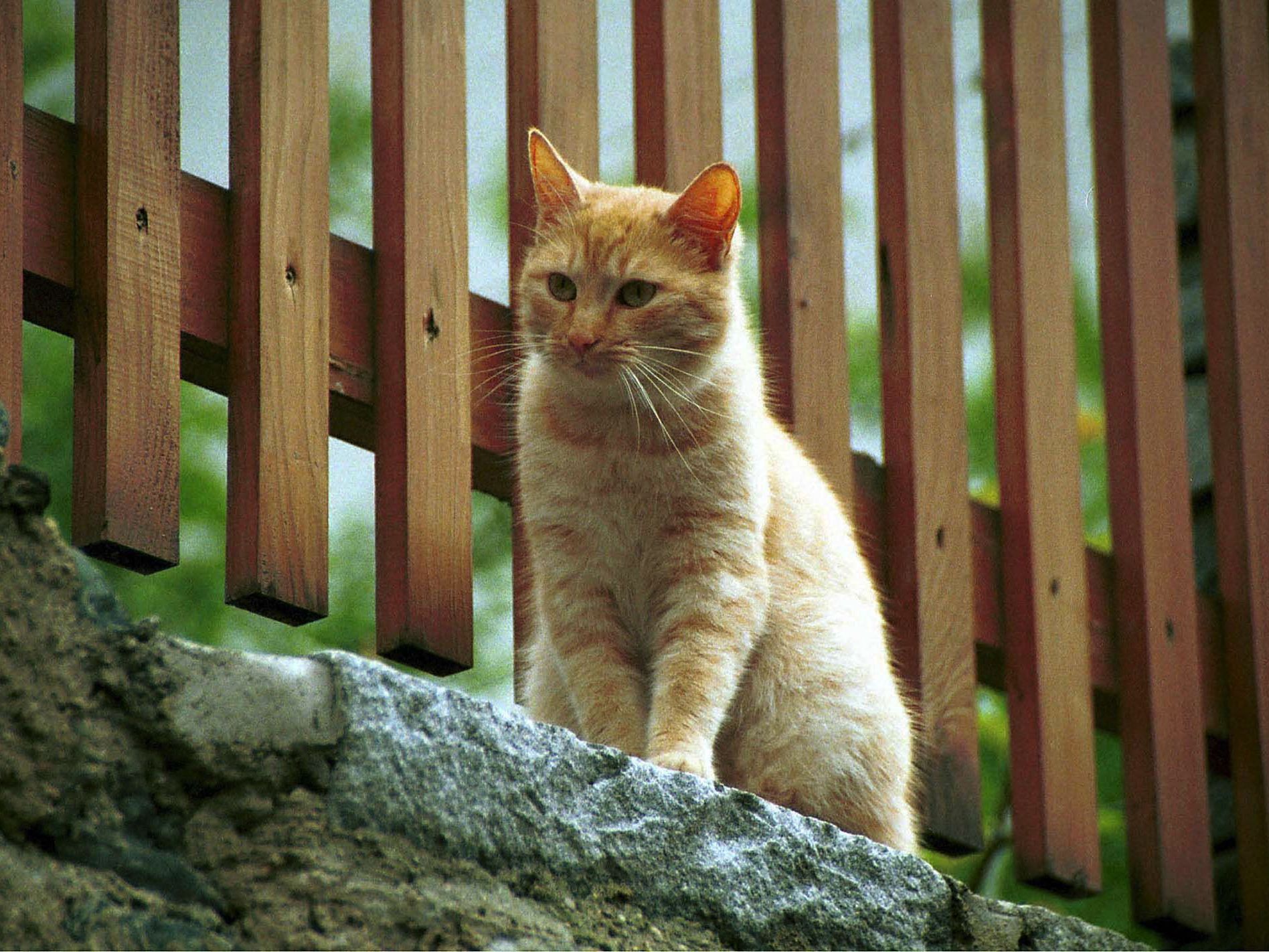 Katze nach vier Tagen befreit (Symbolbild). Katze nach vier Tagen befreit (Symbolbild).