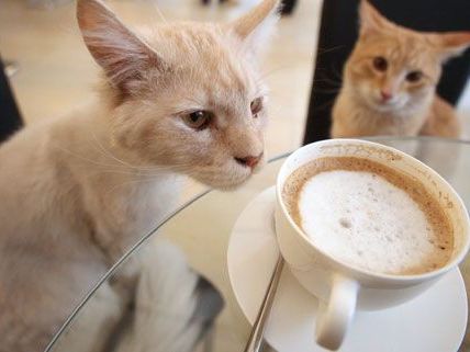 Ab dem 4. Mai kann im Café Neko mit Katzen geschmust und gespielt werden. Ab dem 4. Mai kann im Café Neko mit Katzen geschmust und gespielt werden.