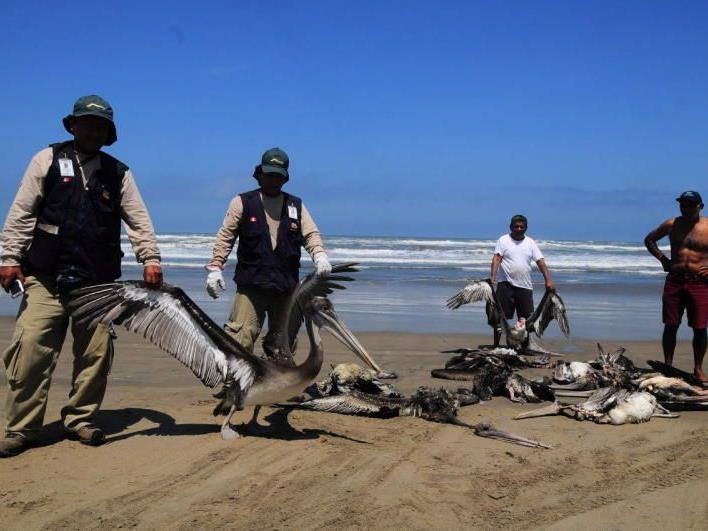 Tausende Pelikane und hunderte Delfine verendet - Ministeriumsmitarbeiter im Rettungseinsatz.