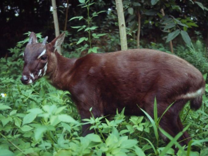 Auch wenn es einer kleinen Antilope mit zurückgebogenen Hörnern ähnelt, wird es mit dem sagenumwobenen Einhorn in Verbindung gebracht: das Saola. Auch wenn es einer kleinen Antilope mit zurückgebogenen Hörnern ähnelt, wird es mit dem sagenumwobenen Einhorn in Verbindung gebracht: das Saola.