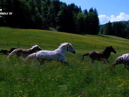 Tierhilfe Vorarlberg Gut Bozenau