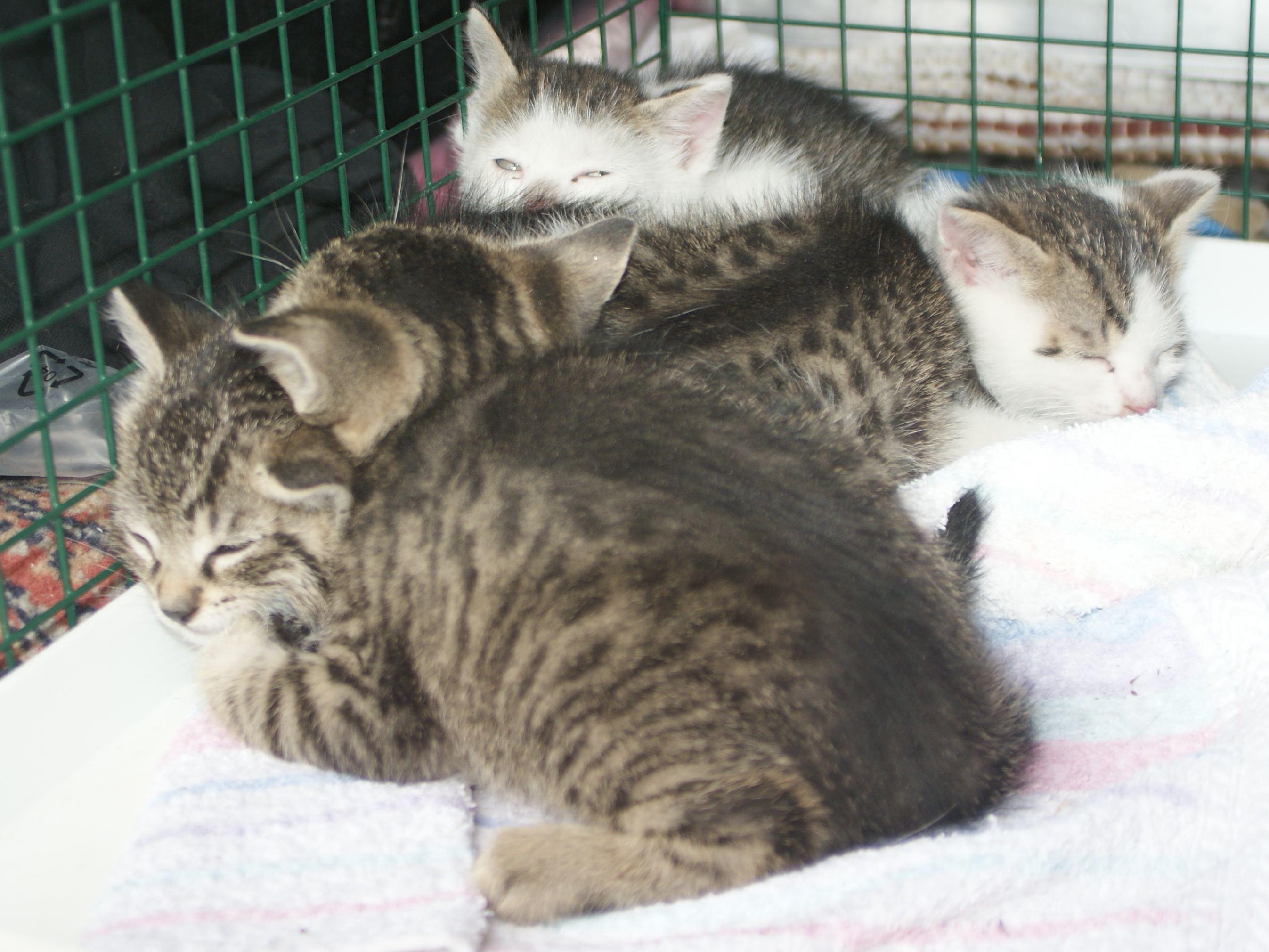 Diese vier Kätzchen wurden am Gelände der Enstorgungsfirma ausgesetzt.