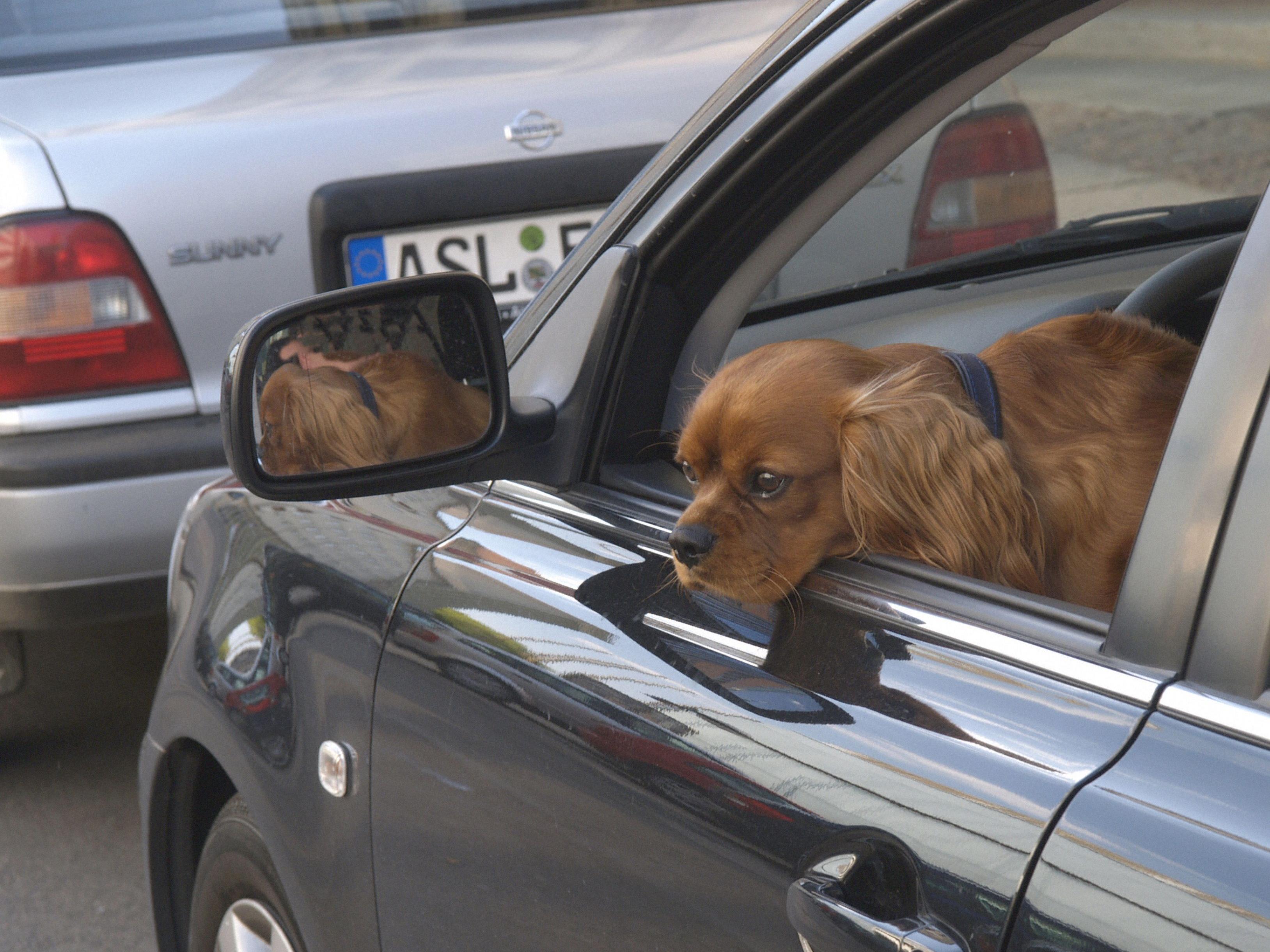 Hunde und Kinder haben in der Hitzewelle allein nichts im Auto verloren.