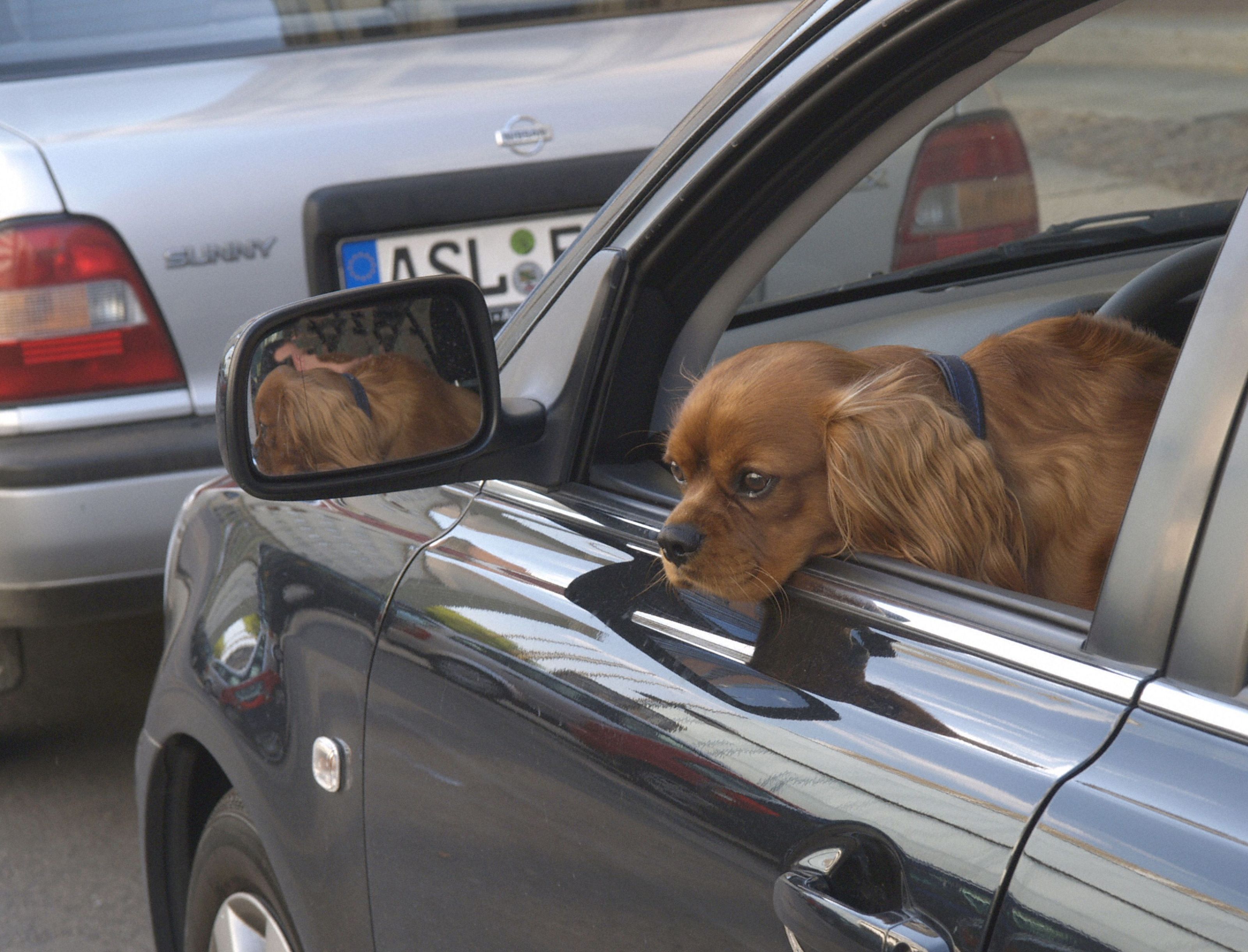 Hunde und Kinder haben in der Hitzewelle allein nichts im Auto verloren. Hunde und Kinder haben in der Hitzewelle allein nichts im Auto verloren.