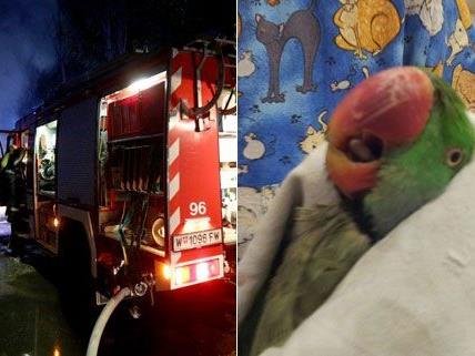 Rund 14 Tiere fielen Feuer im Schlosspark Pötzleinsdorf zum Opfer