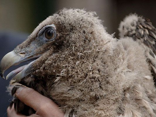 In Schönbrunn leben seit Jahren Bartgeier - dass diese freigelassen werden, ist keine Seltenheit In Schönbrunn leben seit Jahren Bartgeier - dass diese freigelassen werden, ist keine Seltenheit