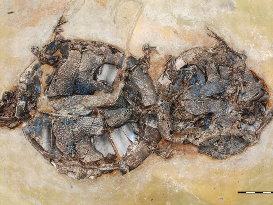 Versteinertes Liebesspiel. Versteinertes Liebesspiel.