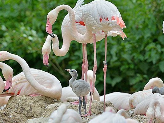 Noch sind sie grau: Die Baby-Flamingos in Schönbrunn Noch sind sie grau: Die Baby-Flamingos in Schönbrunn