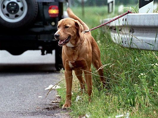 Haustiere werden zur Urlaubszeit leider vielfach ausgesetzt Haustiere werden zur Urlaubszeit leider vielfach ausgesetzt