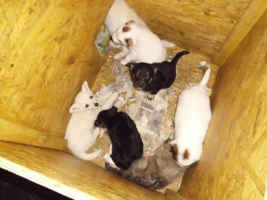 In diesen kleinen Kisten waren die Hundebabys untergebracht In diesen kleinen Kisten waren die Hundebabys untergebracht