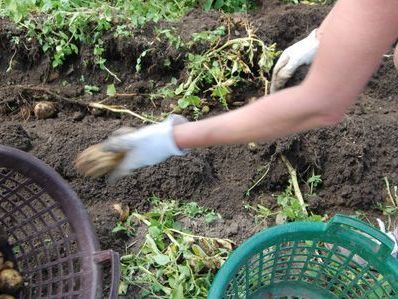 Kartoffelernte Kartoffelernte