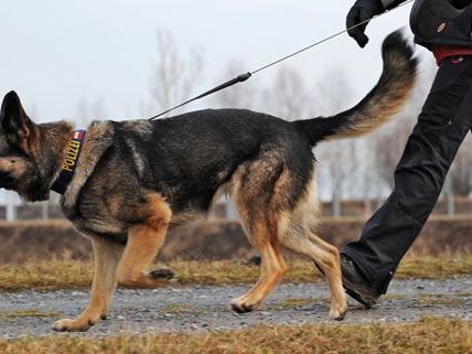 Die Suche nach Heidrun W.s Leiche war abgebrochen worden, am Dienstag wird sie fortgesetzt. Die Suche nach Heidrun W.s Leiche war abgebrochen worden, am Dienstag wird sie fortgesetzt.