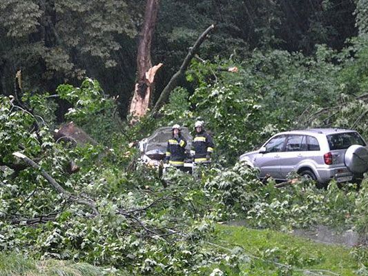 Durch die Unwetter gab es in Niederösterreich zahlreiche Beschädigungen - unter anderem stürzten Bäume auf Autos Durch die Unwetter gab es in Niederösterreich zahlreiche Beschädigungen - unter anderem stürzten Bäume auf Autos