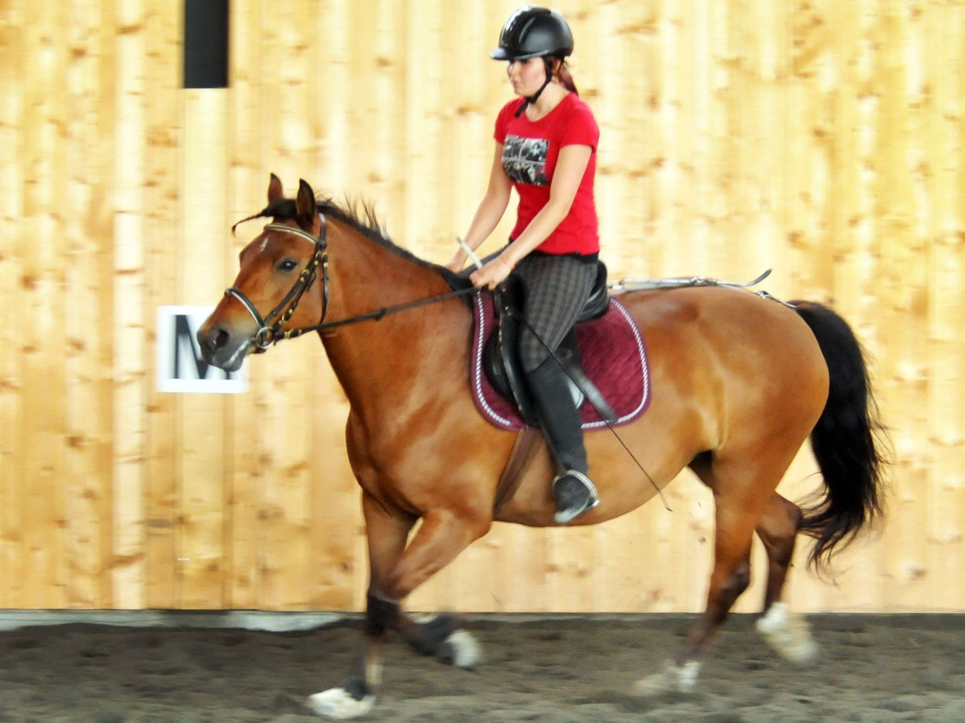 Tag der offenen Tür am 16. Juni im neuen Hoferstall in Fußach: Jenny auf Flora beim Dressurreiten. Tag der offenen Tür am 16. Juni im neuen Hoferstall in Fußach: Jenny auf Flora beim Dressurreiten.