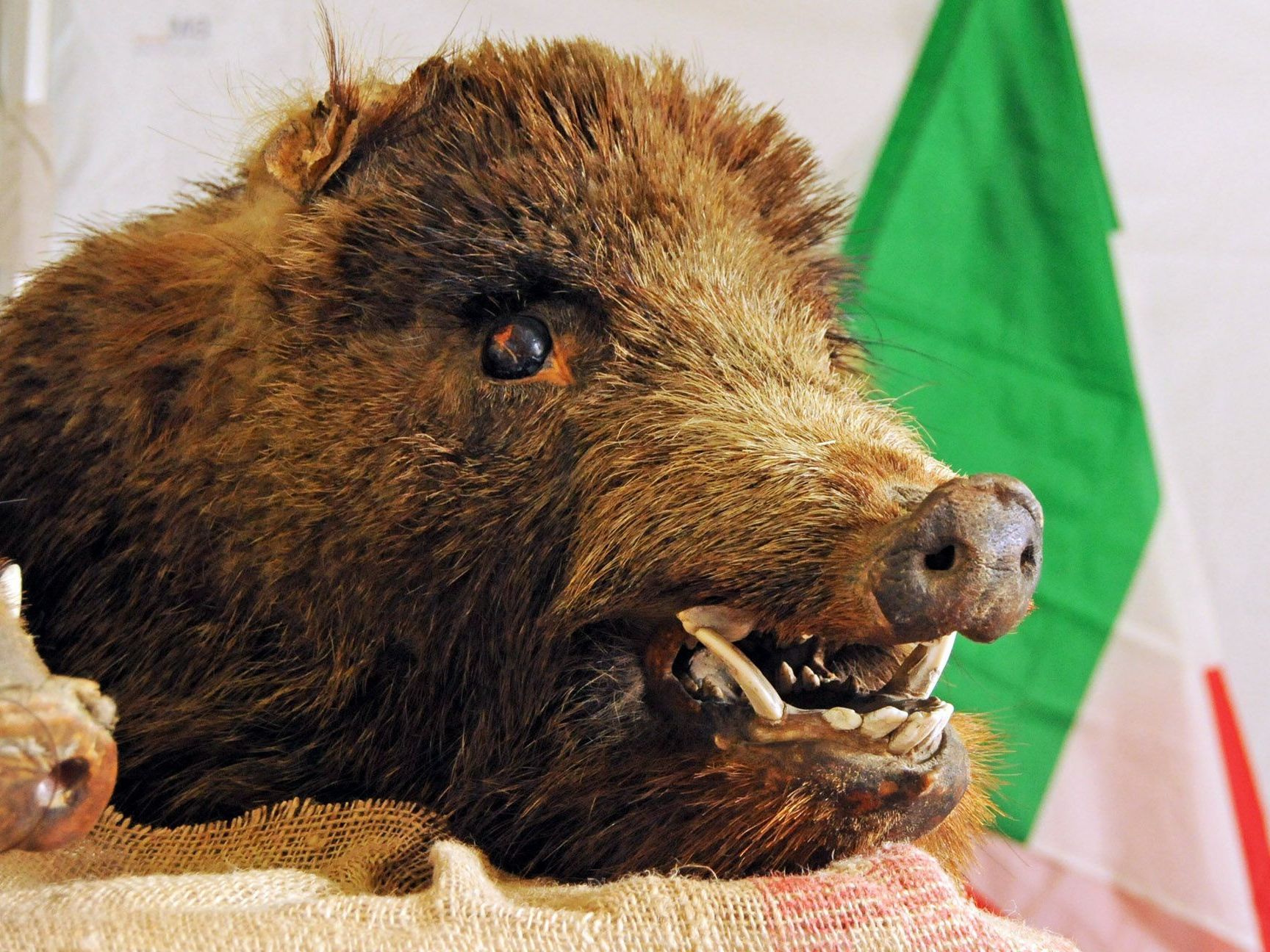 Feines vom Wildschwein beim italienischen Markt in Hard Feines vom Wildschwein beim italienischen Markt in Hard