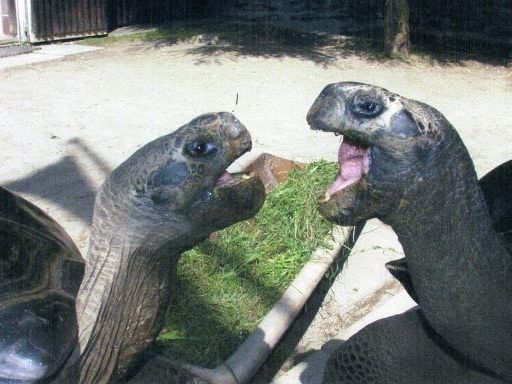Trennung nach über 40 Jahren - Bibi und Poldi liegen im Klinsch. Trennung nach über 40 Jahren - Bibi und Poldi liegen im Klinsch.