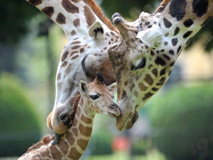 Im Sommer findet das Kindererlebniscamp "Technik & Tiere" statt. Im Sommer findet das Kindererlebniscamp "Technik & Tiere" statt.