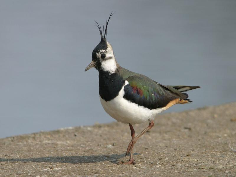 Der Kiebitz zählt zu den stark gefährdeten Vogelarten.