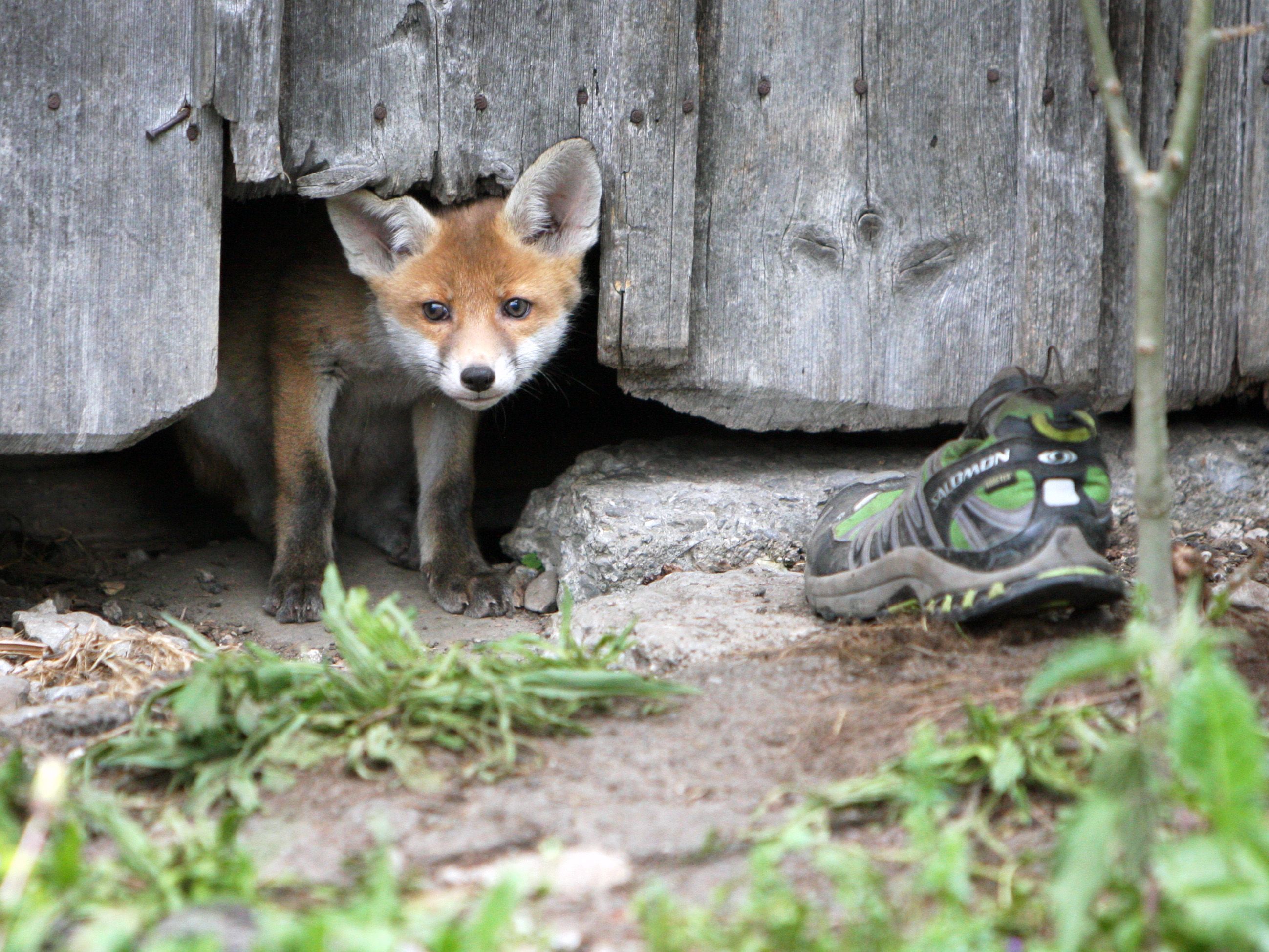 Die jungen Füchse haben es ganz besonders auf Schuhe abgesehen. Die jungen Füchse haben es ganz besonders auf Schuhe abgesehen.