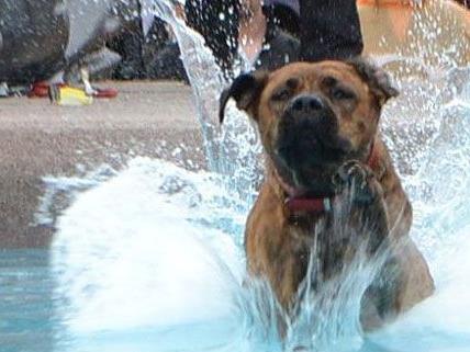 Bei Hunden und Besuchern gleichermaßen ein Highlight beim 2. Wiener Hundetag: Das Weitspringen in den Pool.