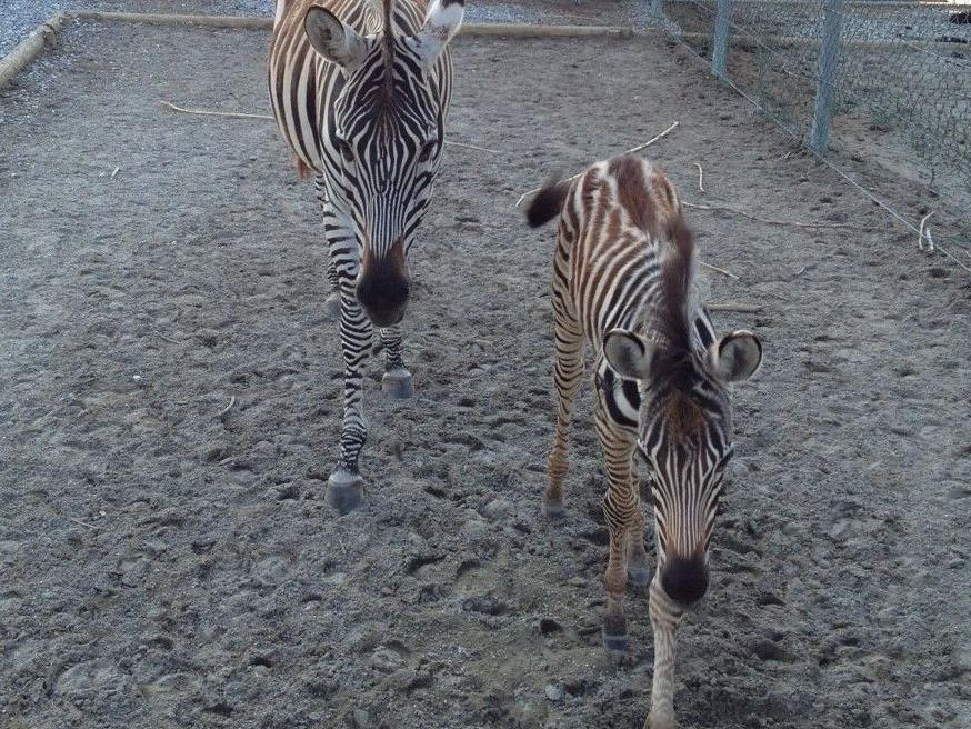 "Die kleinen Freuden des Lebens": Zebrafohlen im Doppelmayr Zoo