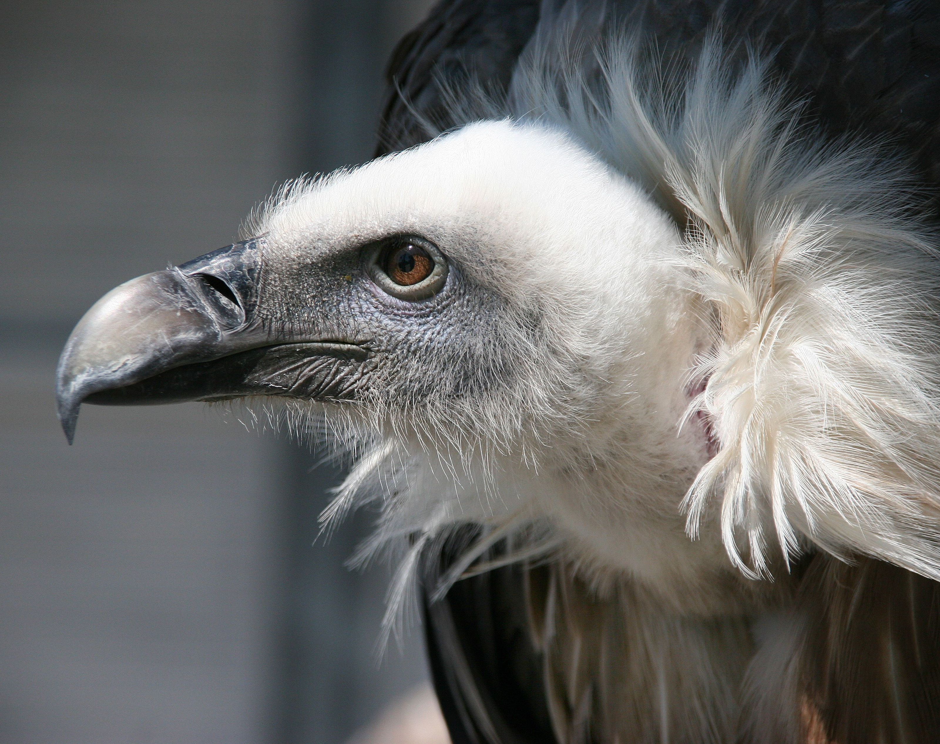 Über vielen Firmen kreiste wieder der Pleitegeier. Über vielen Firmen kreiste wieder der Pleitegeier.