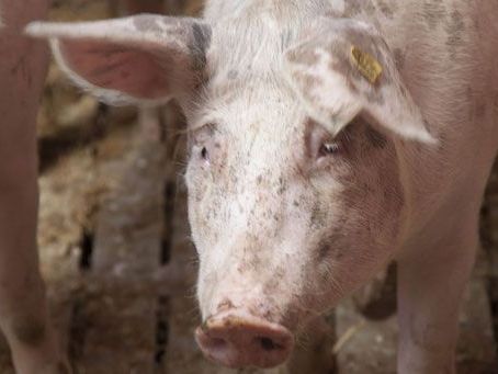 Das Land Vorarlberg hat auf die Zustände in den Scheinezuchtbetrieben reagiert. Das Land Vorarlberg hat auf die Zustände in den Scheinezuchtbetrieben reagiert.