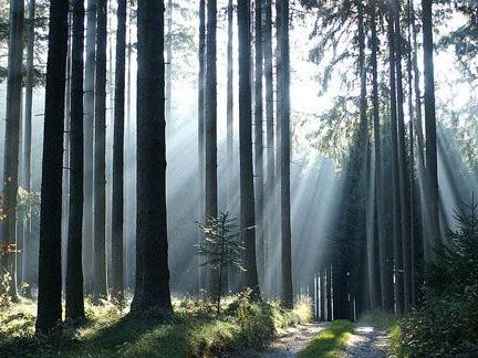 LR Schwärzler: Unterstützung für naturnahe Pflege und Bewirtschaftung unverzichtbarer Waldflächen