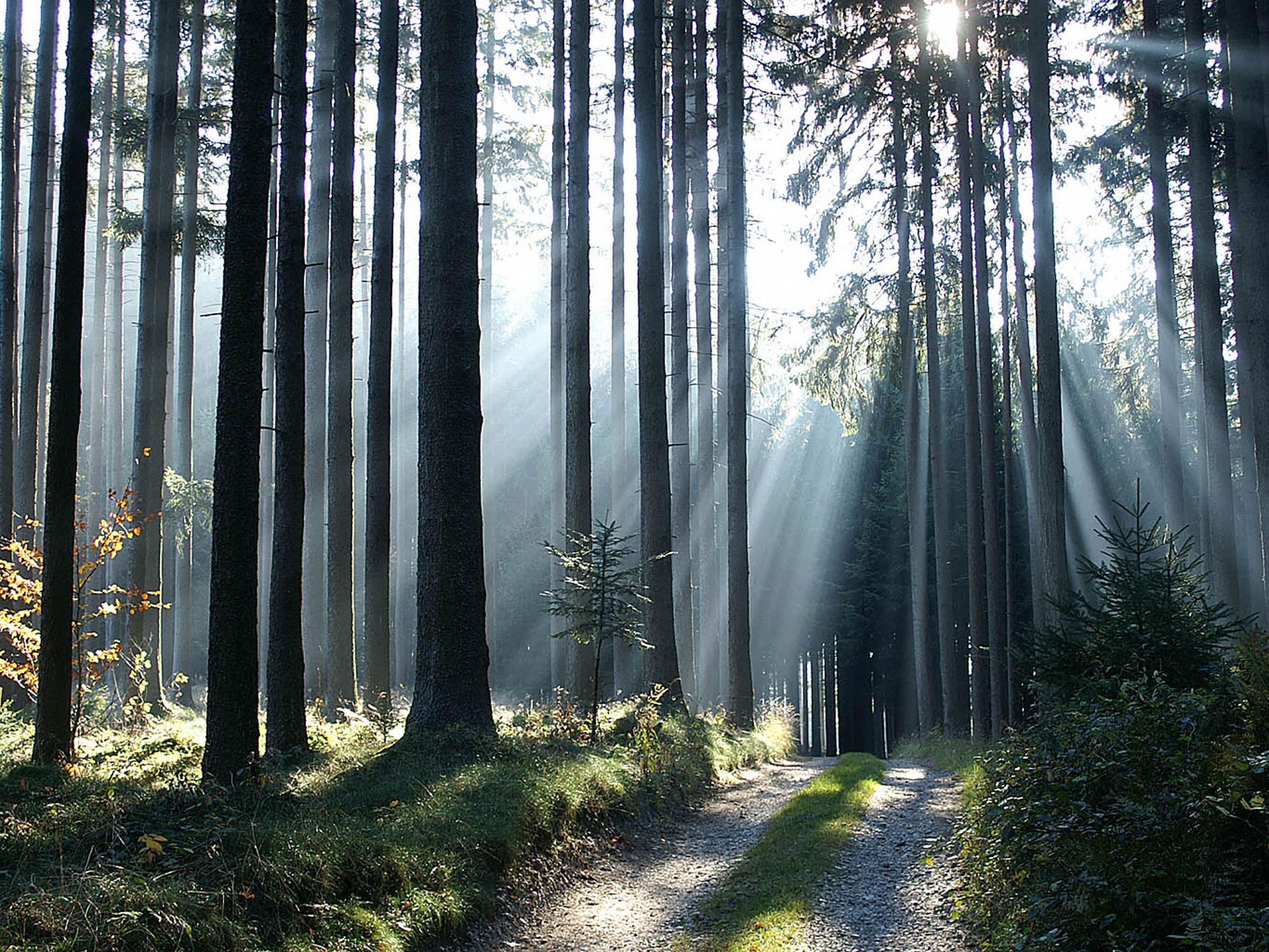 LR Schwärzler: Auszeichnung für verantwortungsvolle Waldwirtschaft