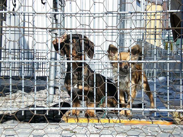 Im Frühjahr wurden diese Hunde abgelichtet, die unter widrigen Bedingungen in einem Zwinger gehalten werden.
