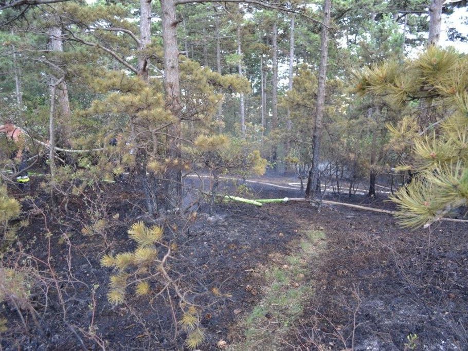 Am Sonntag kam es aus noch ungeklärter Ursache zu einem Waldbrand in NÖ. Am Sonntag kam es aus noch ungeklärter Ursache zu einem Waldbrand in NÖ.