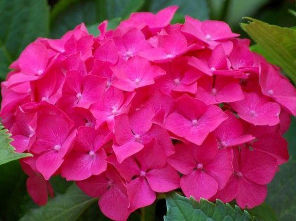 Hortensien lieben schattige oder halbschattige Standorte Hortensien lieben schattige oder halbschattige Standorte