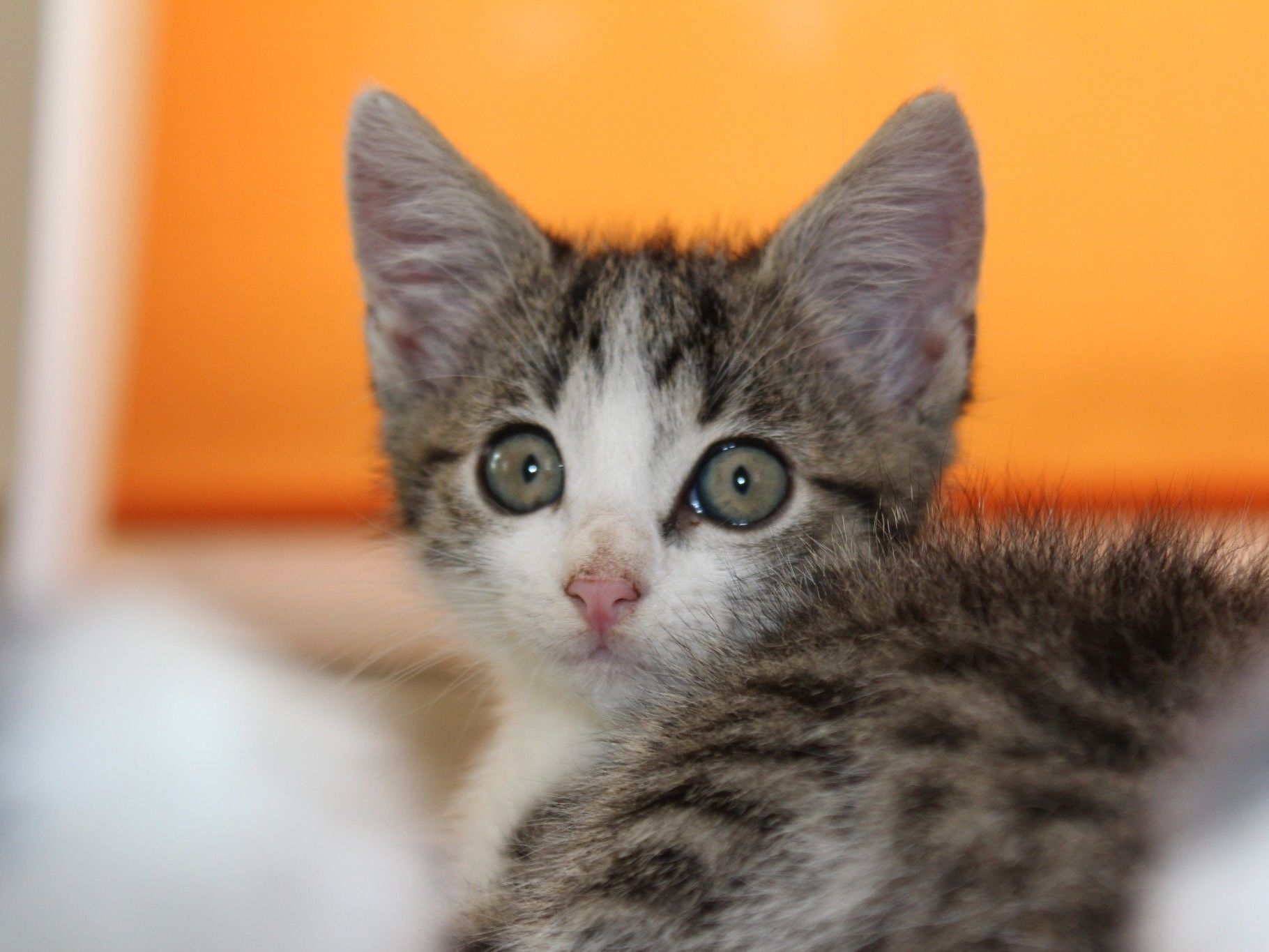 Eines von vielen Findelkindern im Tierschutzheim, das nach einem liebevollen Zuhause Ausschau hält. Eines von vielen Findelkindern im Tierschutzheim, das nach einem liebevollen Zuhause Ausschau hält.