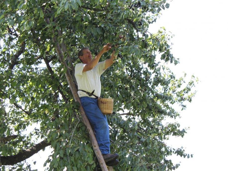 Nicht ungefährlich: Julius Mittelberger auf einem seiner 200 Kirschenbäume beim "Kriasi Gwinna".