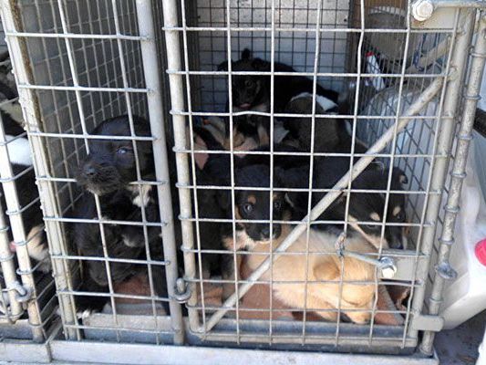 Die kleinen Welpen wurden unter schockierenden Bedingungen gehalten - nun gibt es Tatverdächtige Die kleinen Welpen wurden unter schockierenden Bedingungen gehalten - nun gibt es Tatverdächtige