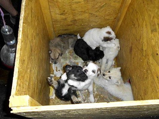 Noch ein paar weitere der geretteten Welpen erlagen einer schweren Viruserkrankung Noch ein paar weitere der geretteten Welpen erlagen einer schweren Viruserkrankung