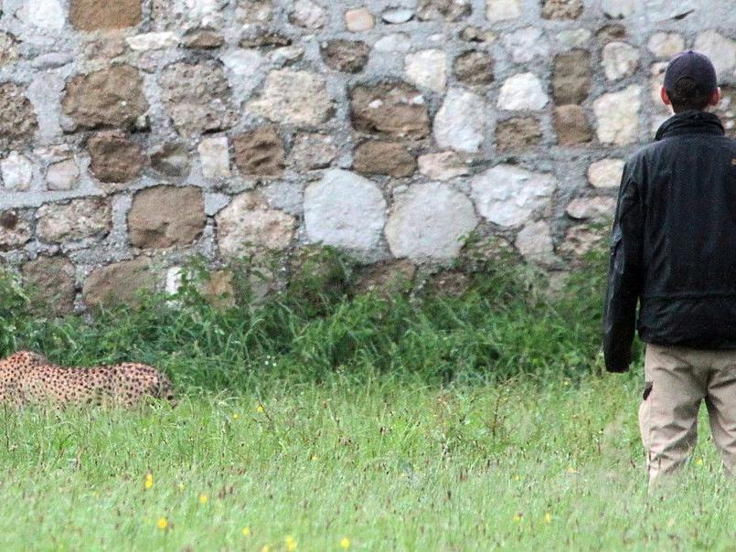 Nachdem am 5. Juni zwei Geparden ausgebrochen waren, konnte auch knapp einen Monat später wieder ein Gepard aus seinem Gehege im Zoo Salzburg entkommen.