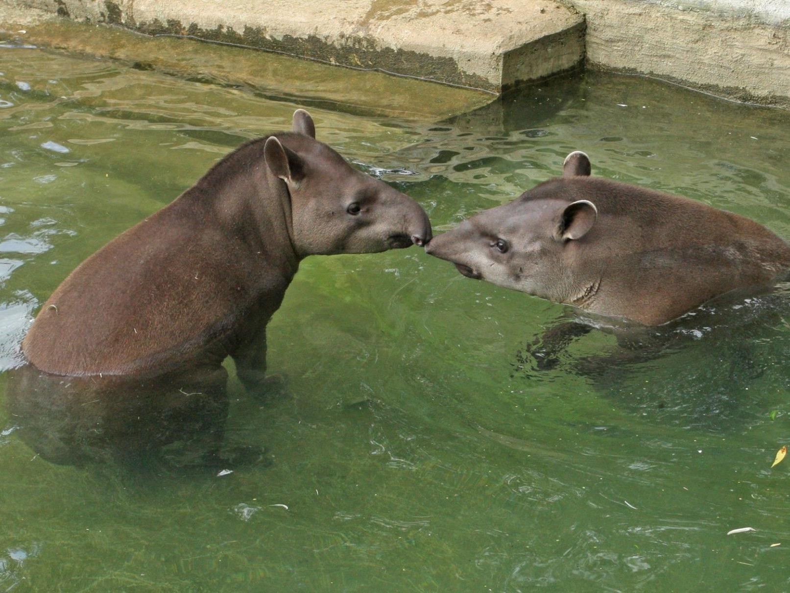 Tapir-Männchen Miguel freut sich über die weibliche Gesellschaft.