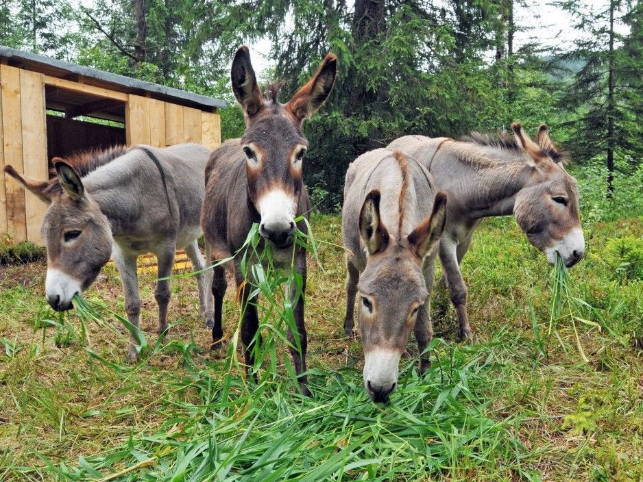 Diese 4 Esel sind bei der Eselshow auf der Mellauer Kilbe ebenfalls zu bewundern Diese 4 Esel sind bei der Eselshow auf der Mellauer Kilbe ebenfalls zu bewundern