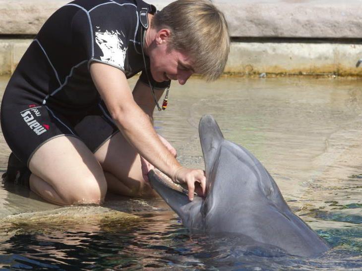 Eine Delfintrainerin nimmt im Nürnberger Zoo eine Speichelprobe an einem Delfin.