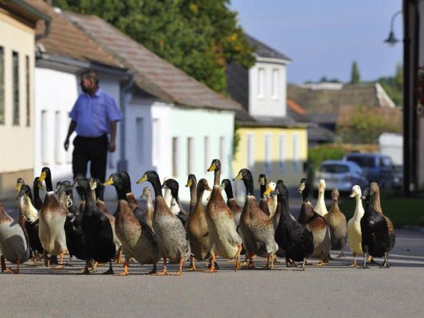 Enten spazieren auf einer Straße durch das Dorf Großmeisldorf, Bezirk Hollabrunn