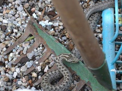 Diese Schlange wurde von der Freiwilligen Feuerwehr eingefangen. Diese Schlange wurde von der Freiwilligen Feuerwehr eingefangen.