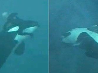 Schockierendes Video aus den USA zeigt den Überlebenskampf eines SeaWorld-Trainers. Schockierendes Video aus den USA zeigt den Überlebenskampf eines SeaWorld-Trainers.