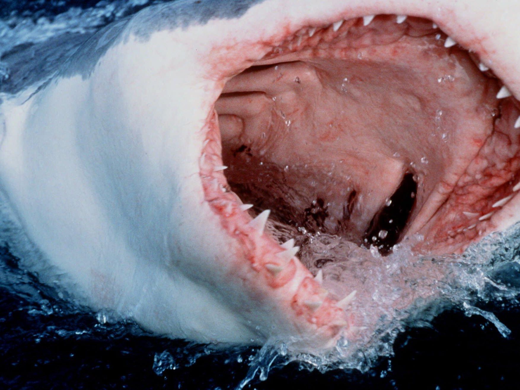 Forscher: Raubtierzähne nicht härter - aber nachwachsend. Forscher: Raubtierzähne nicht härter - aber nachwachsend.